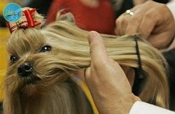 هزینه‌های نجومی برای آرایشگاه سگ و گربه بچه پولدارها