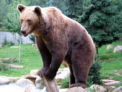 لحظه وحشتناک حمله خرس به مربی سیرک +فیلم